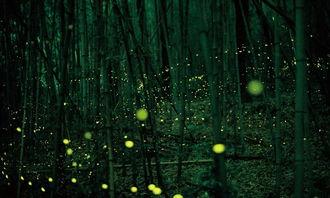 萤火虫娱乐吃瓜,揭秘娱乐圈吃瓜背后的真相与内幕