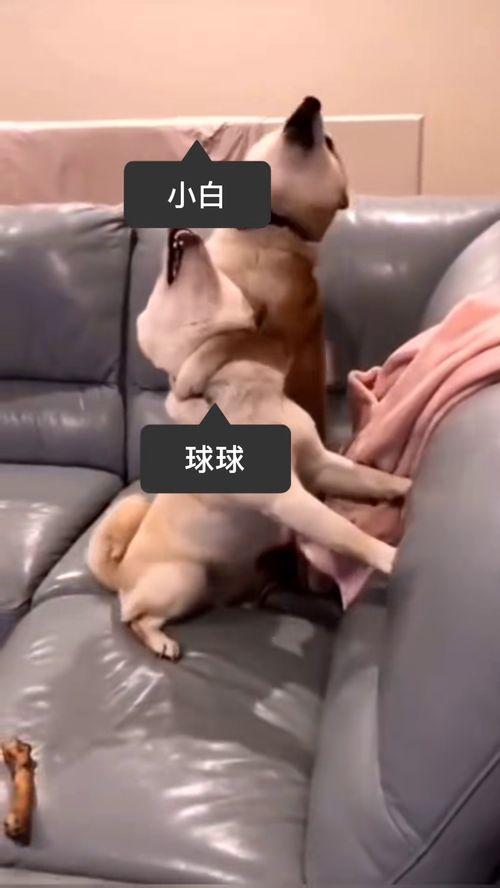 筷子腿搞笑视频,笑出腹肌的瞬间